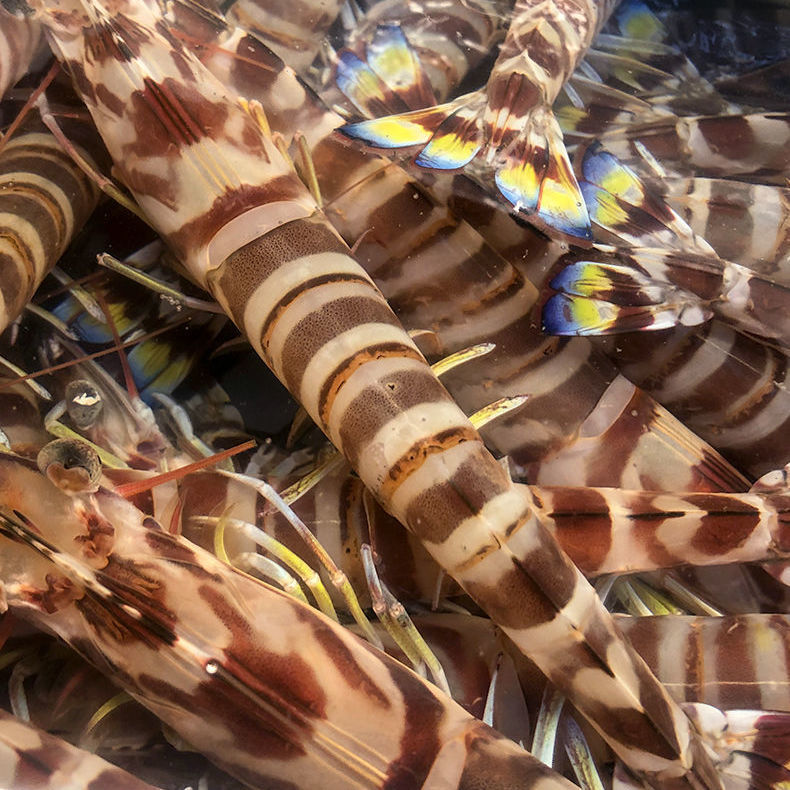 福建东山岛深海野生特大斑节虾海捕大竹节大虾基围虾鲜活速冻大虾