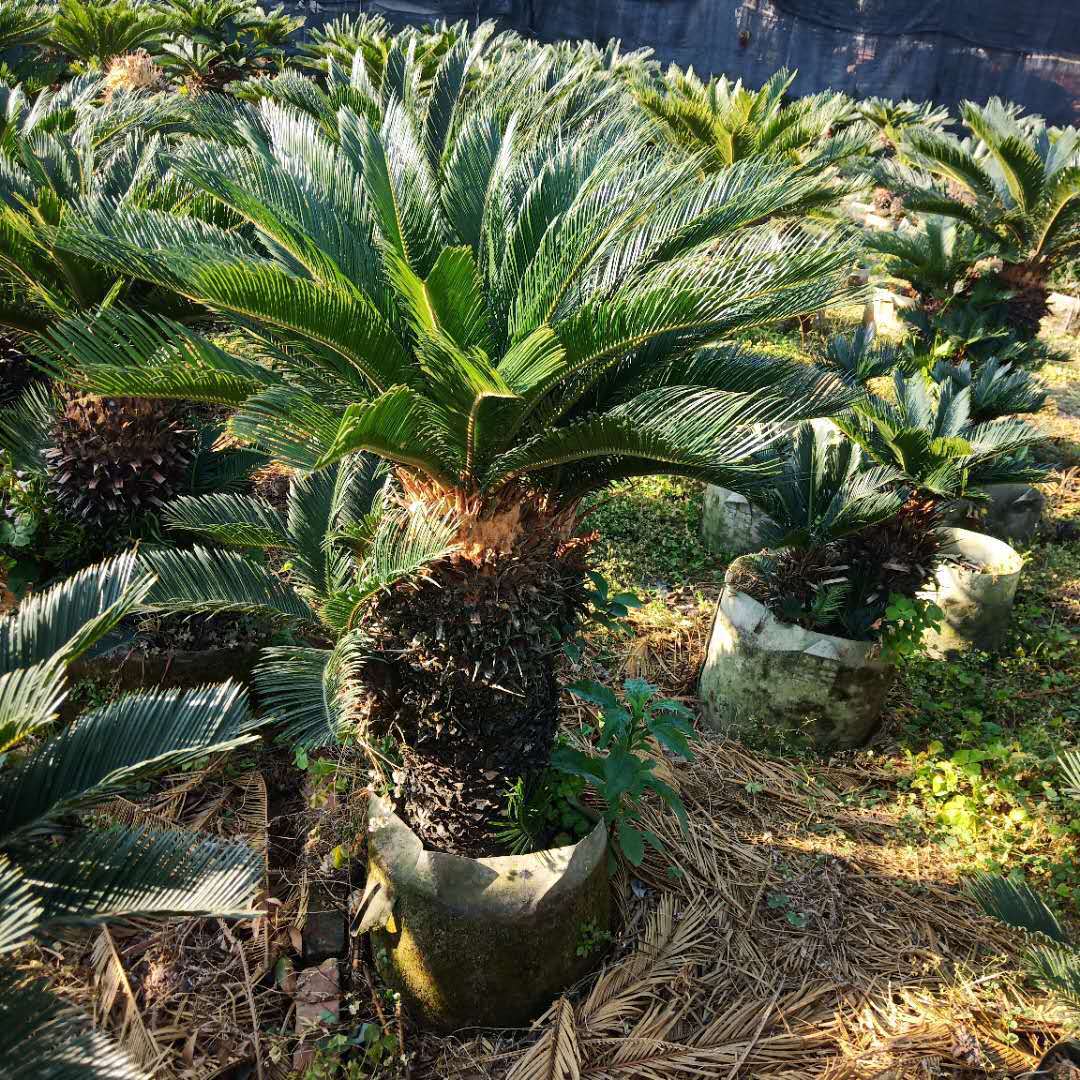 福建铁树盆景批发 多头铁树桩景产地价格 铁树单杆20-150杆高规格