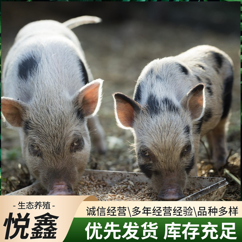 巴马香猪幼崽活苗广西猪仔活物香猪种猪养殖活体猪幼崽小香猪