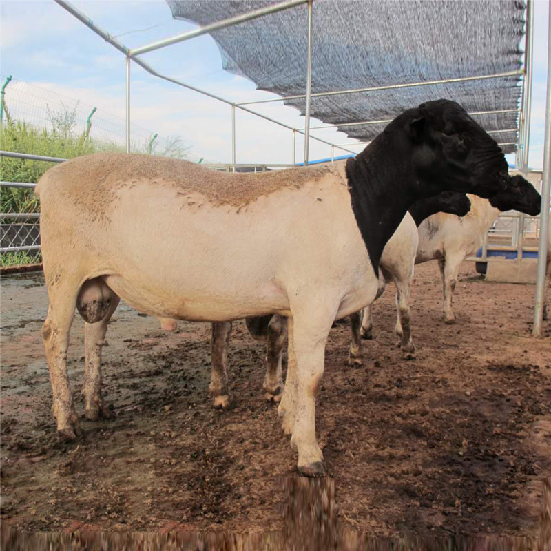 黑头杜泊绵羊多少钱一只  厂家销售杜泊羊苗 甘肃杜泊绵羊养殖场