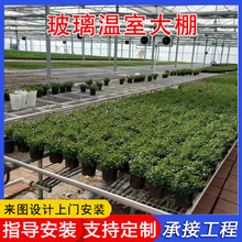 玻璃采摘温室大棚 智能连栋玻璃温室工程建设 蔬菜种植温室大棚