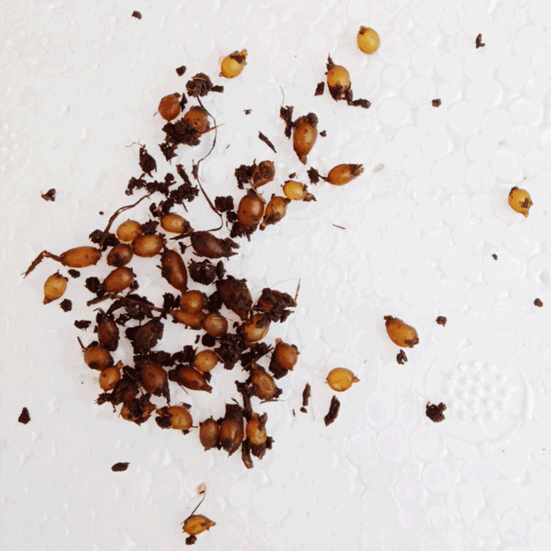 厂家现货供应蚯蚓卵粒 活体蚯蚓鱼饵鲫鱼饵料垂钓鲜活饵散装