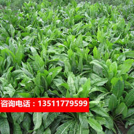 批发将军菊苣种子多年生奇可利 牧草批 发南方养羊牛兔鸡鸭