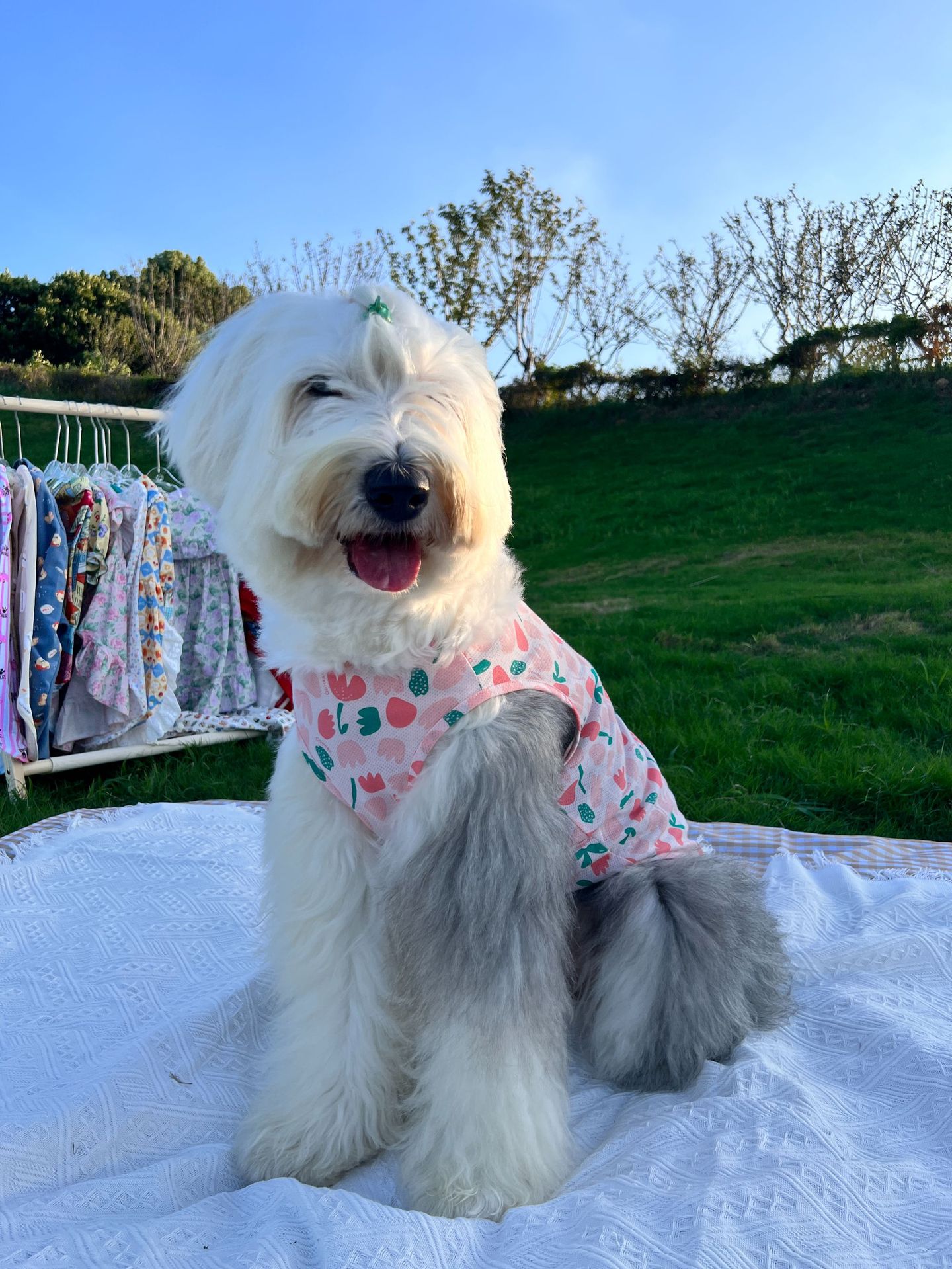 大狗衣服背心薄款纯棉网眼宠物衣服古牧金毛透气防掉毛舒适柔软