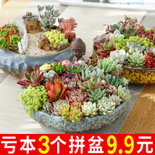 多肉花盆陶瓷批发大口径粗陶肉肉植物组合拼盆摆地摊货源一件代发