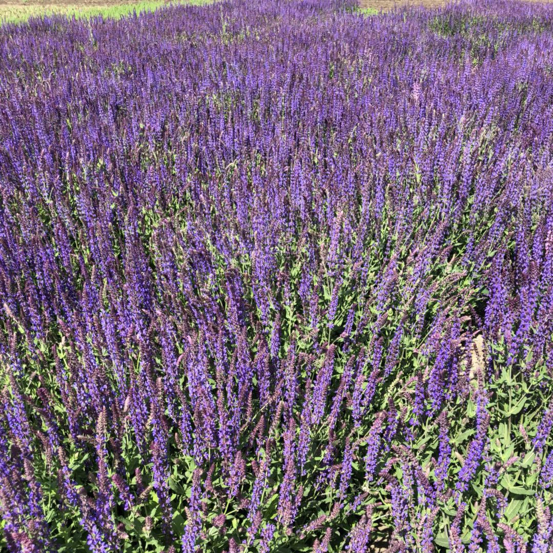 地被鼠尾草黄楼草花 做花海选择鼠尾草幼苗 多年生宿根花卉-报价