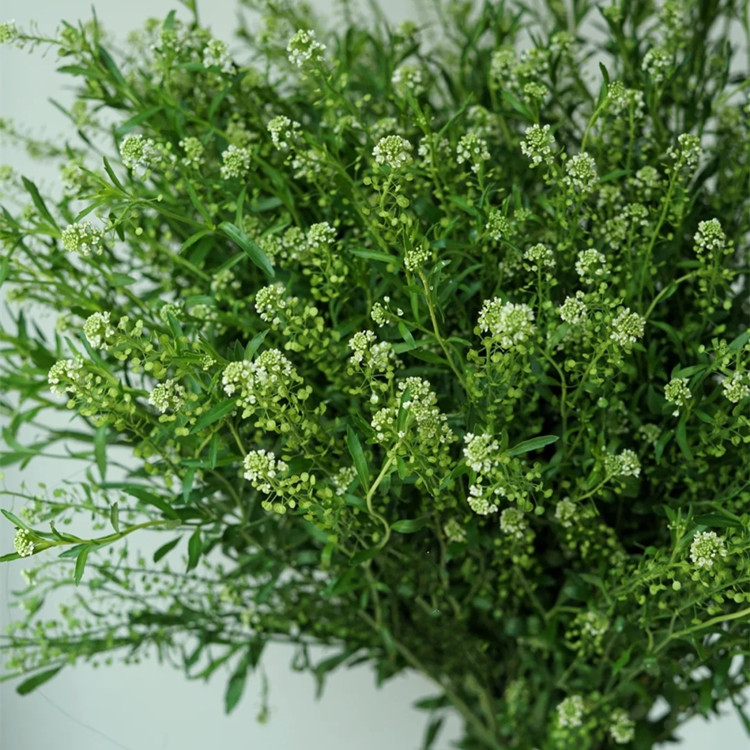云南产地绿菱草鲜花 绿色夏季鲜切花 小清新花店花束婚庆配叶配草