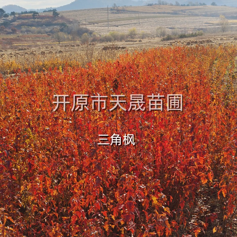 三角枫小苗 茶条槭 营养杯三角枫 三角枫堆 三角枫球 丛生三角枫