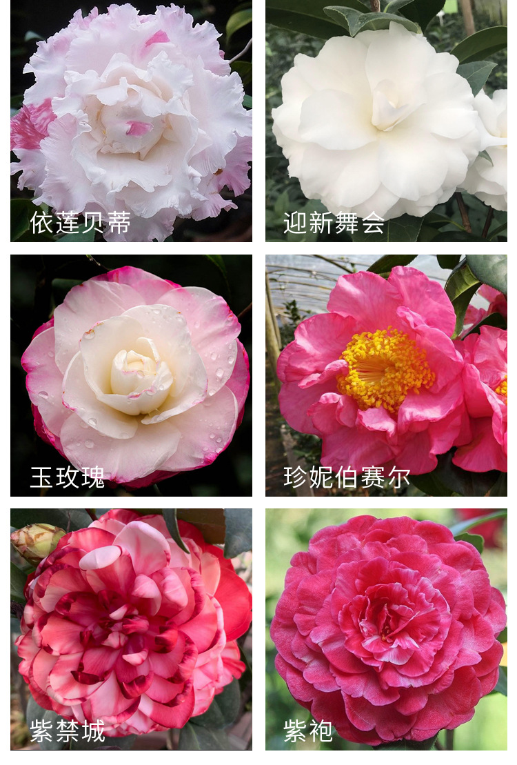 商品描述规格埃尔西朱瑞,爱丽丝姑娘,白瑞琪,白天鹅,伯拜范,茶花仙子