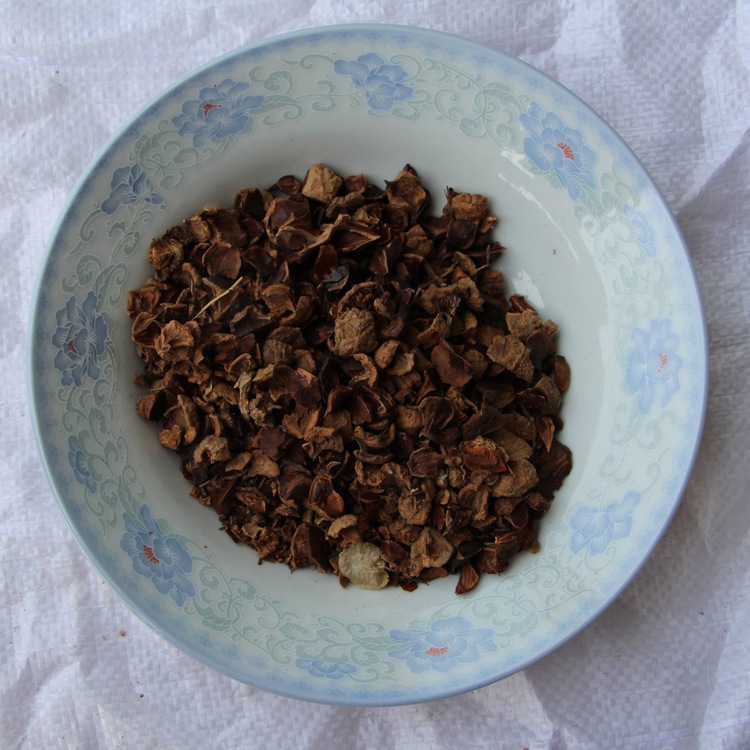 新采池杉种子 厂家直销 池杉种子 水杉种子 品种 绿化苗木