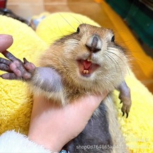 家养宠物旱獭土拨鼠现货黑尾土拨鼠旱獭幼崽批发租赁动物活体种苗