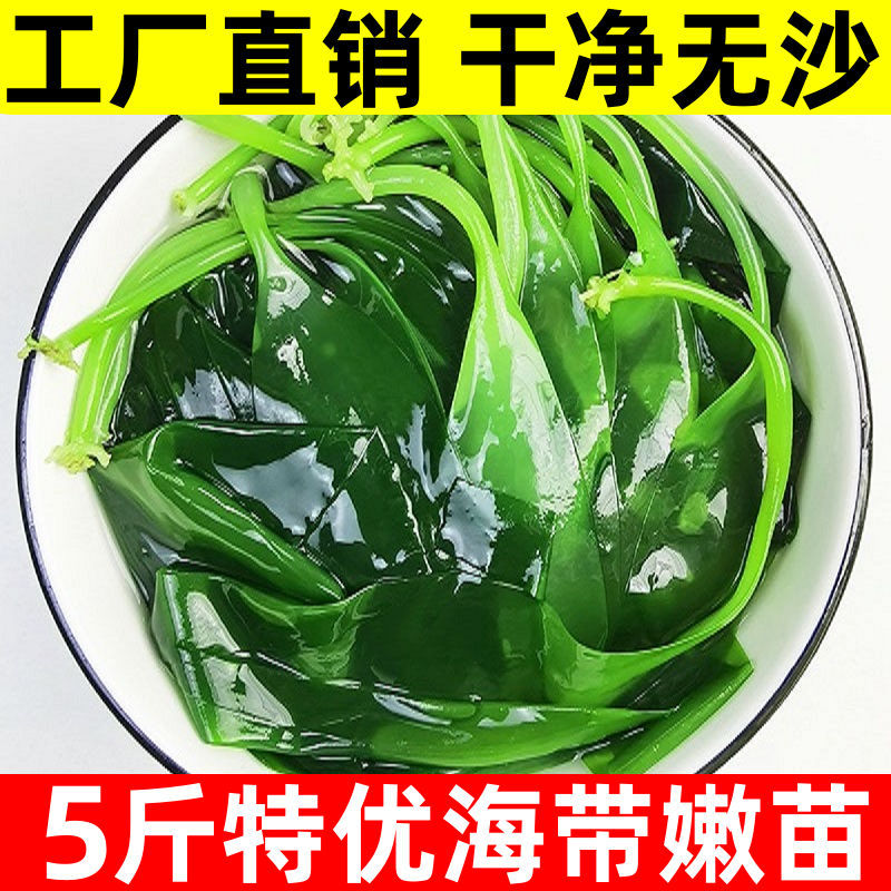 霞浦新鲜海带嫩苗火锅食材专用厚海带非裙带菜霞浦海带苗商用批发