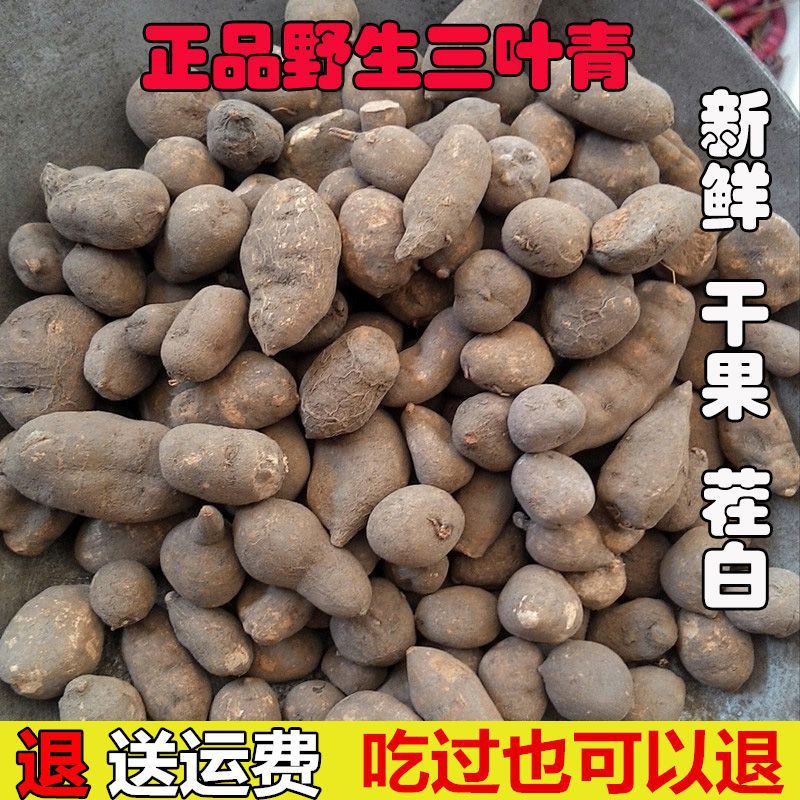 三叶青野生浙江金线吊葫芦石猴子三叶对磨粉切片泡茶泡水