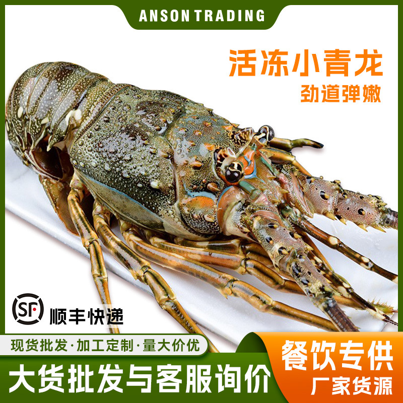 活冻小青龙龙虾批发鲜活大龙虾澳洲龙虾餐饮食材原料供应