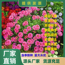 混色美女樱种子四季易种观赏花卉阳台花种子美人樱盆栽植物花籽