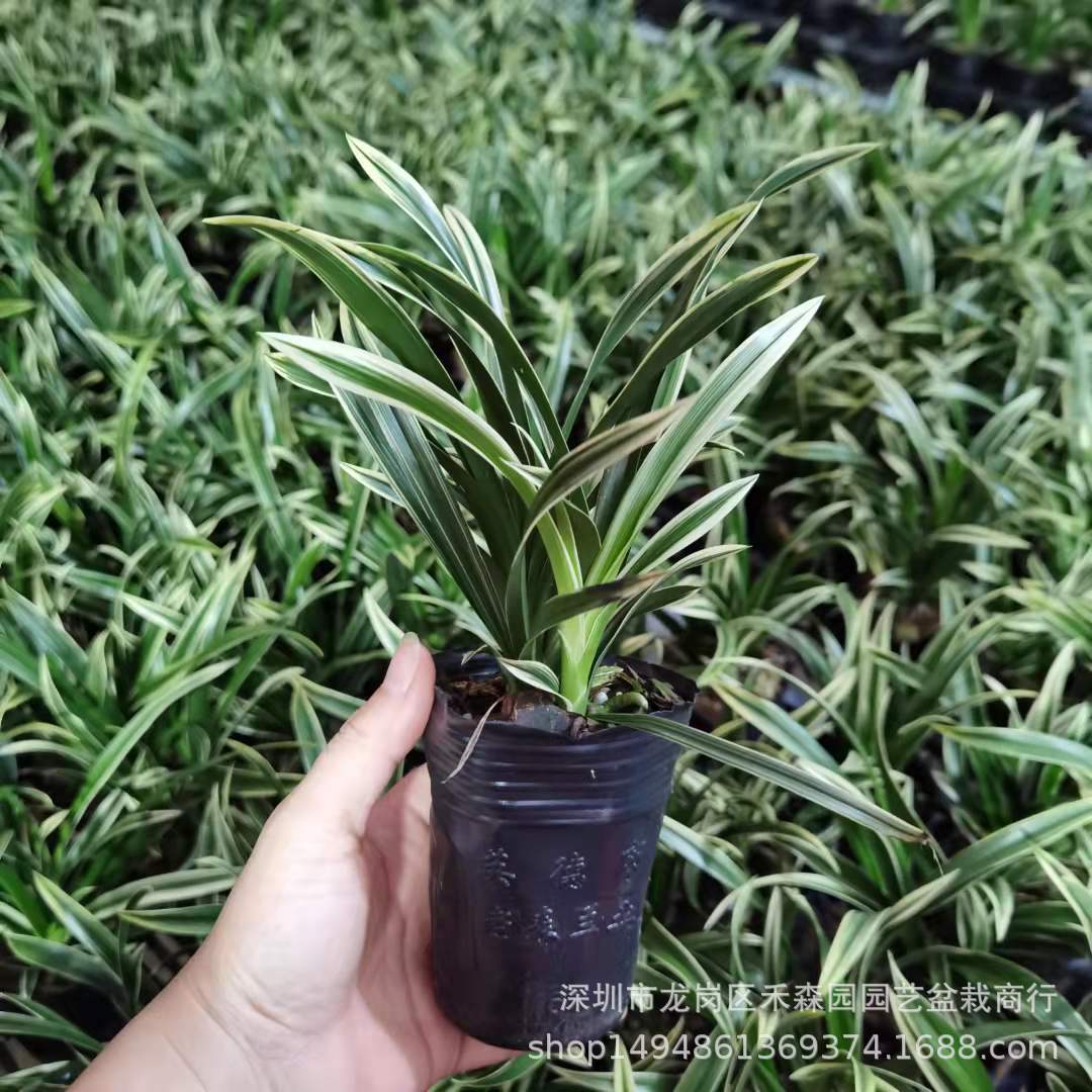 兰花矮种盆栽植物名贵品种兰草花花卉神童冠金边兰花苗带花苞盆景