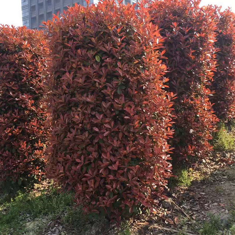 红叶石楠柱金边黄杨柱金禾女贞柱大叶黄杨柱行道绿篱高速绿化