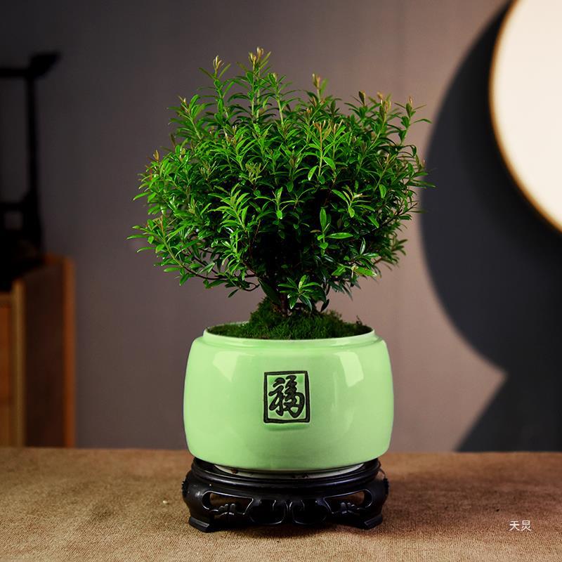 小叶赤楠盆栽植物办公盆景室内好养中式简约茶桌观赏绿植装饰摆件