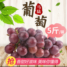 上海马陆葡萄 5斤装马陆巨峰葡萄巨丰新鲜果园现采水果上海特产