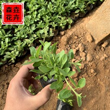 花卉基地供应垂钓牵牛 工地绿化多色牵牛花供应 花海观赏垂钓牵牛