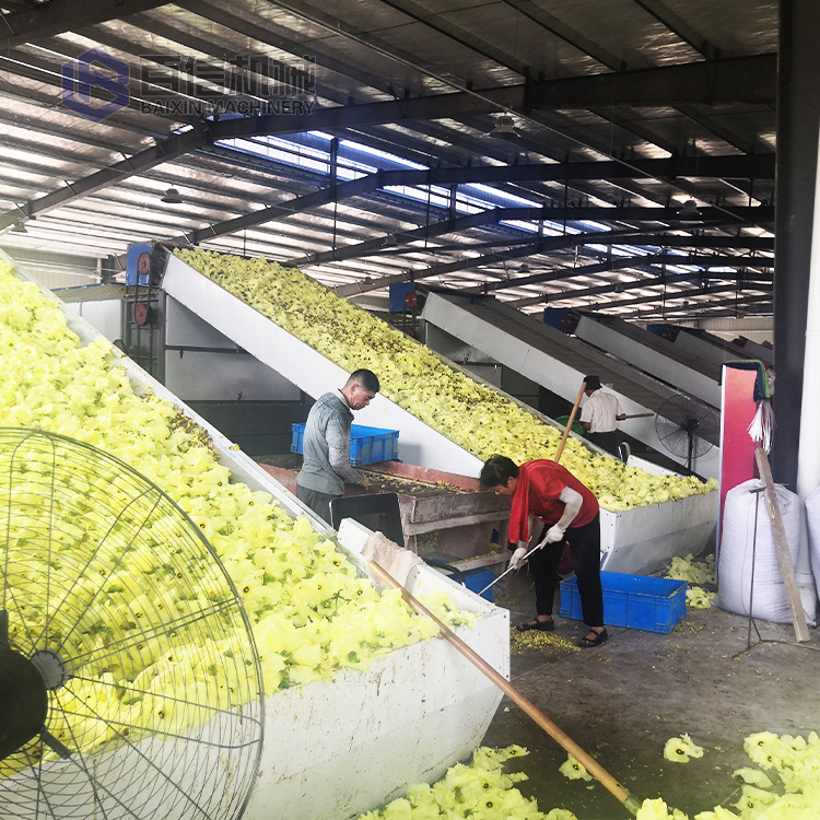 带式黄蜀葵花烘干机多层网带黄蜀葵连续式干燥机秋葵烘干机