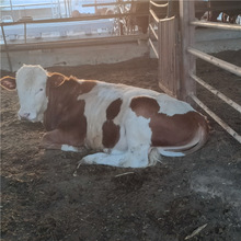 西门塔尔肉牛犊价格 改良鲁西黄牛肉牛犊多少钱一头 怀孕大母牛
