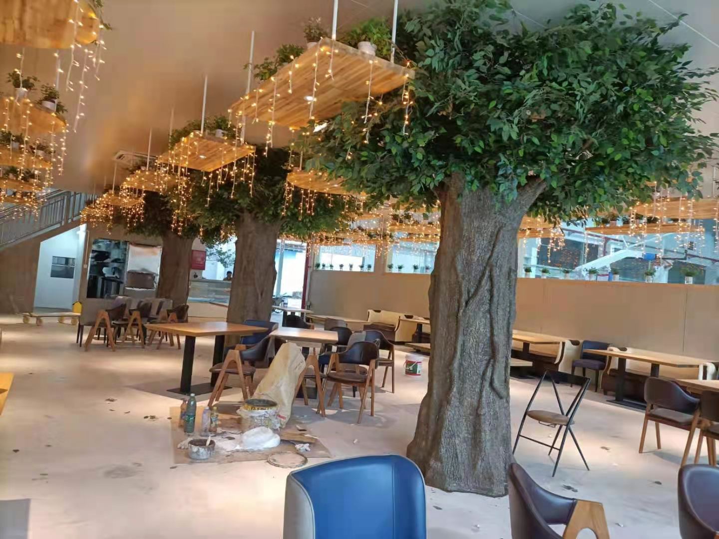 包柱盆景榕树
