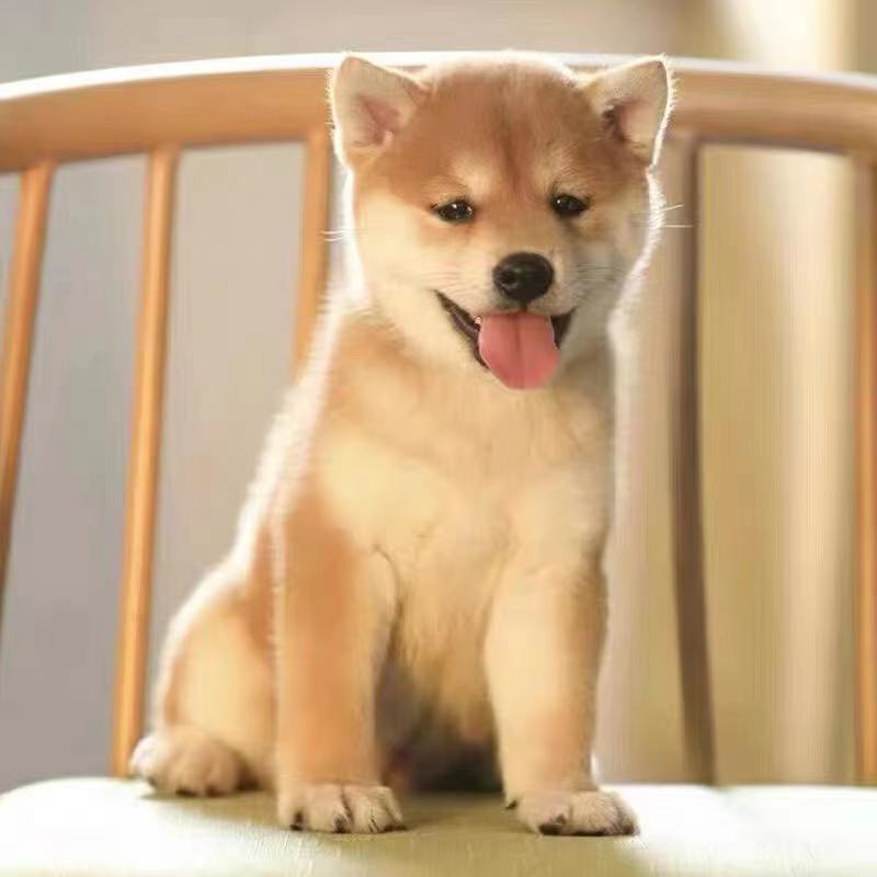 日本柴犬幼犬活体纯种秋田犬赛级黑色短毛犬幼崽中小型家养宠物狗