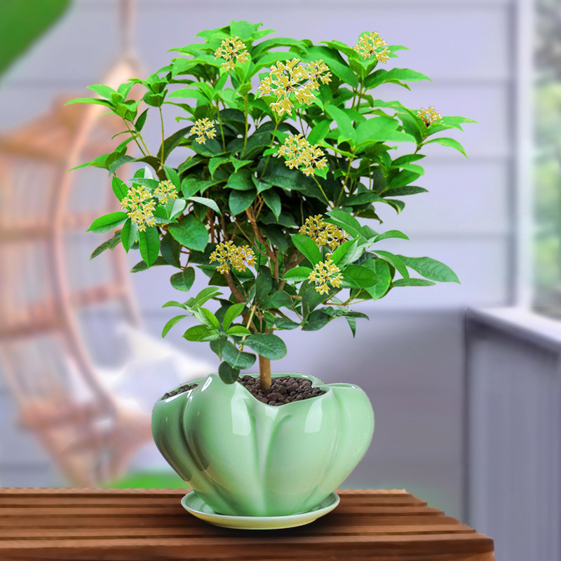 桂花盆栽室内带花盆景四季桂客厅浓香型开花绿植好养易活花卉植物