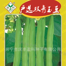 (黄籽)500克:严选双青玉豆种子菜豆籽 眉豆籽 四季豆种子批发