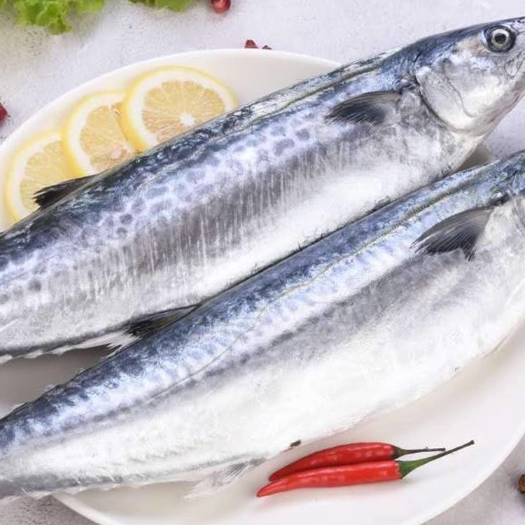 海捕马鲛鱼新鲜扁鲛无污染深海整条整箱海鲜鲜活冷冻马鲛鱼-阿里巴巴