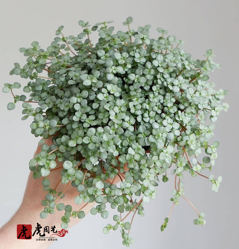 灰绿冷水花bb草纽扣椒草雨林水陆造景附生攀爬背景墙观叶盆栽植物