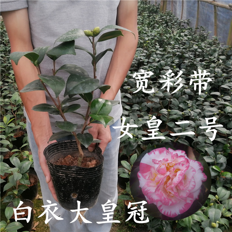 福建精品热销五色山茶花盆栽苗室内阳台庭院四季绿植净化空气包邮