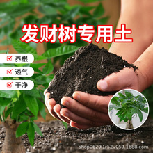 发财树专用土有机营养土盆栽绿植种植花土肥家用发财树通用型土壤