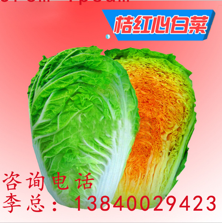 桔红心白菜东北白菜有食品农产品大白菜