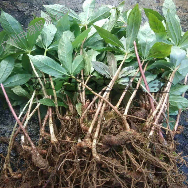 四川重楼苗七叶一枝花种苗高杆华名贵材苗滇小苗盆栽-阿里巴巴