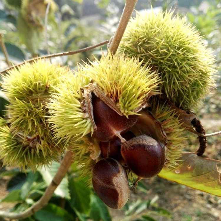 板栗树果苗嫁接大红袍板栗苗栗子树苗南方北方盆栽地栽种植果树苗