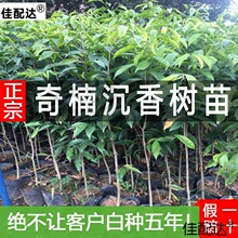 名贵奇楠沉香树苗四川小叶金丝楠木一代绿木嫁接奇南苗海南树乔木