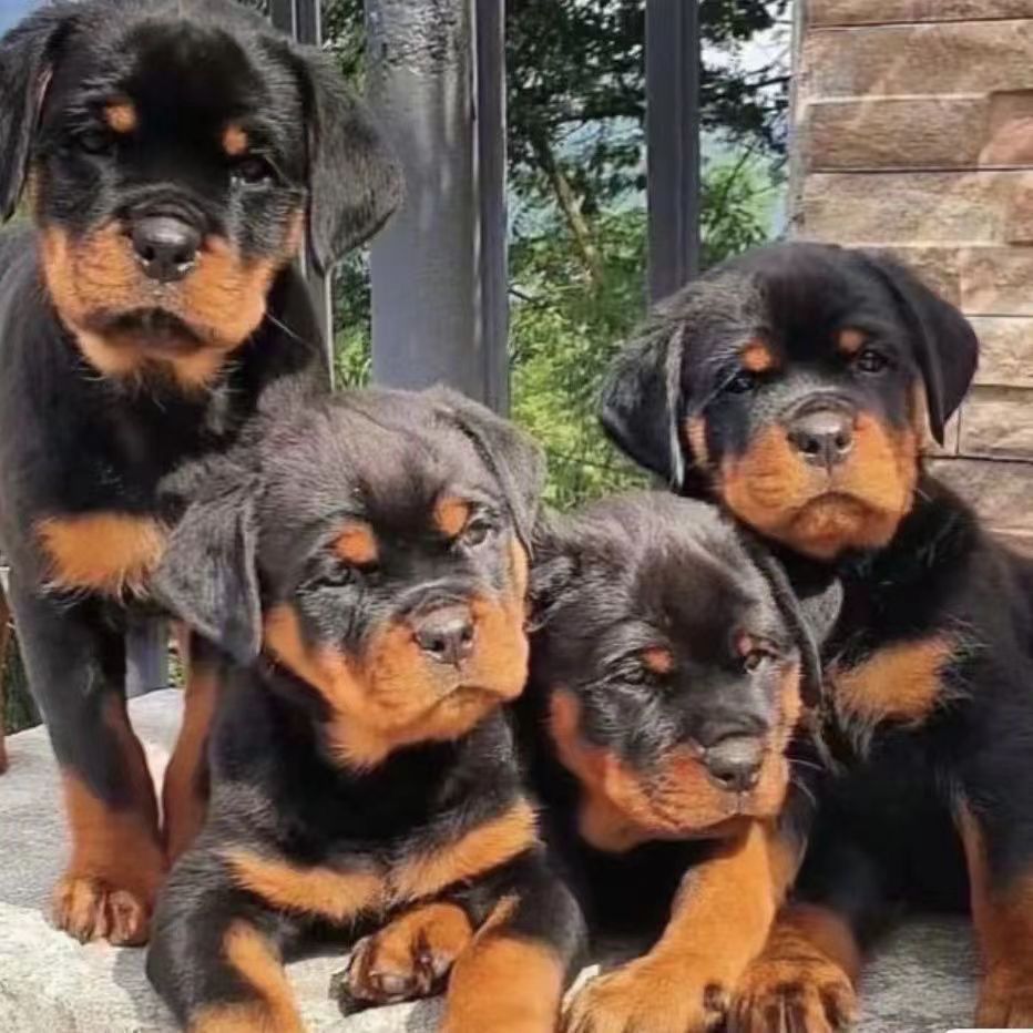 纯种罗威纳犬活体罗威纳犬幼崽德系罗威纳看家护卫犬大型犬-阿里巴巴