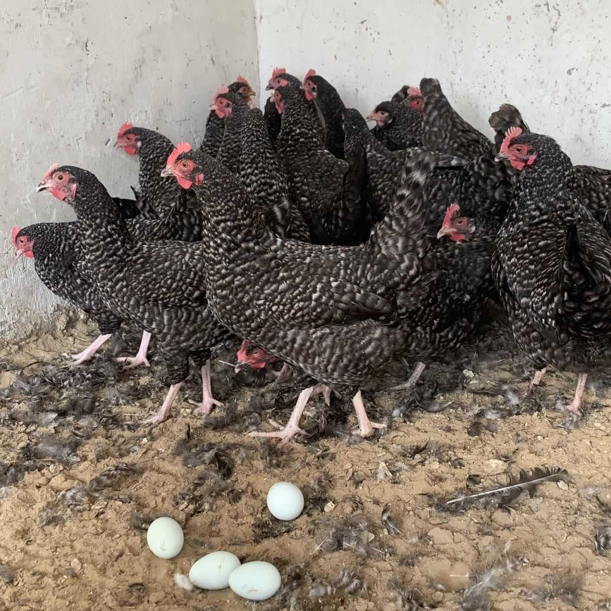 半斤芦花鸡活鸡苗纯种芦花鸡苗活体脱温苗土鸡小鸡幼苗成品母鸡