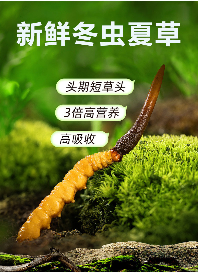 产地直发新鲜冬虫夏草大货批发青海西藏高海拔鲜虫草一手货源代发