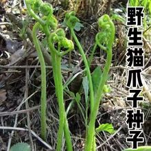 珍稀山野菜唐松菜种籽猫爪子种子可批发代发味清香口感好好种植