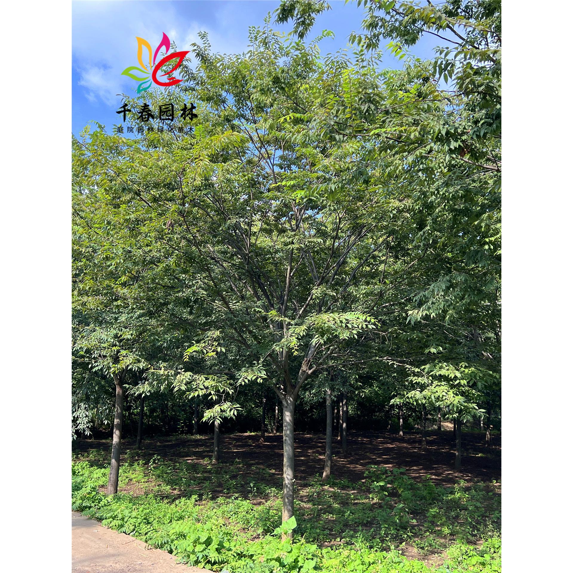 红榉树苗血举小苗庭院园林行道大型耐寒彩叶绿化风景树小叶榉树苗