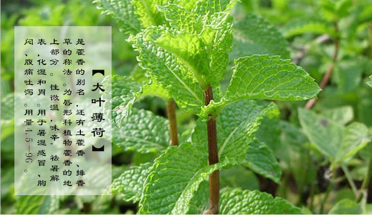 薄荷种子食用薄荷 猫薄荷草盆栽 花卉盆栽 驱蚊香草种子 薄荷盆栽