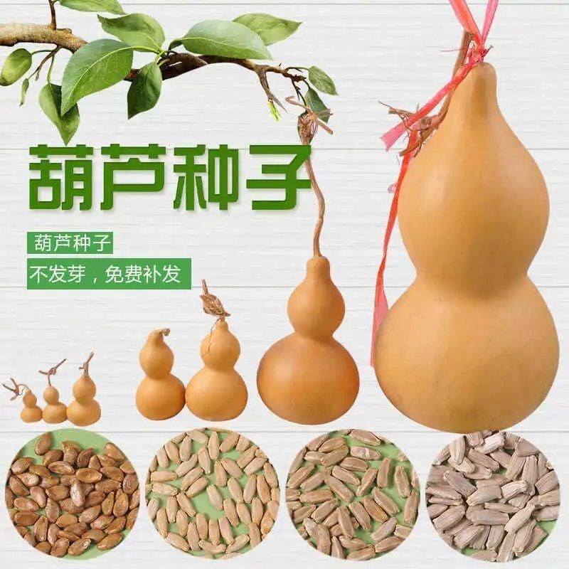 葫芦种子天然手捻盆栽春秋季种植大中小葫芦籽长嘴八宝葫芦种