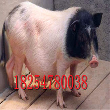 巴马香猪养殖基地藏香猪能长多大三元猪出售猪仔子供应