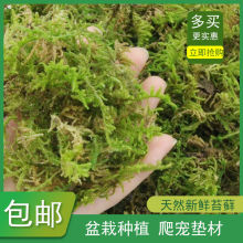 干苔藓青苔蝴蝶兰花石斛种植营养土水苔育苗嫁接乌龟冬眠垫材椰土