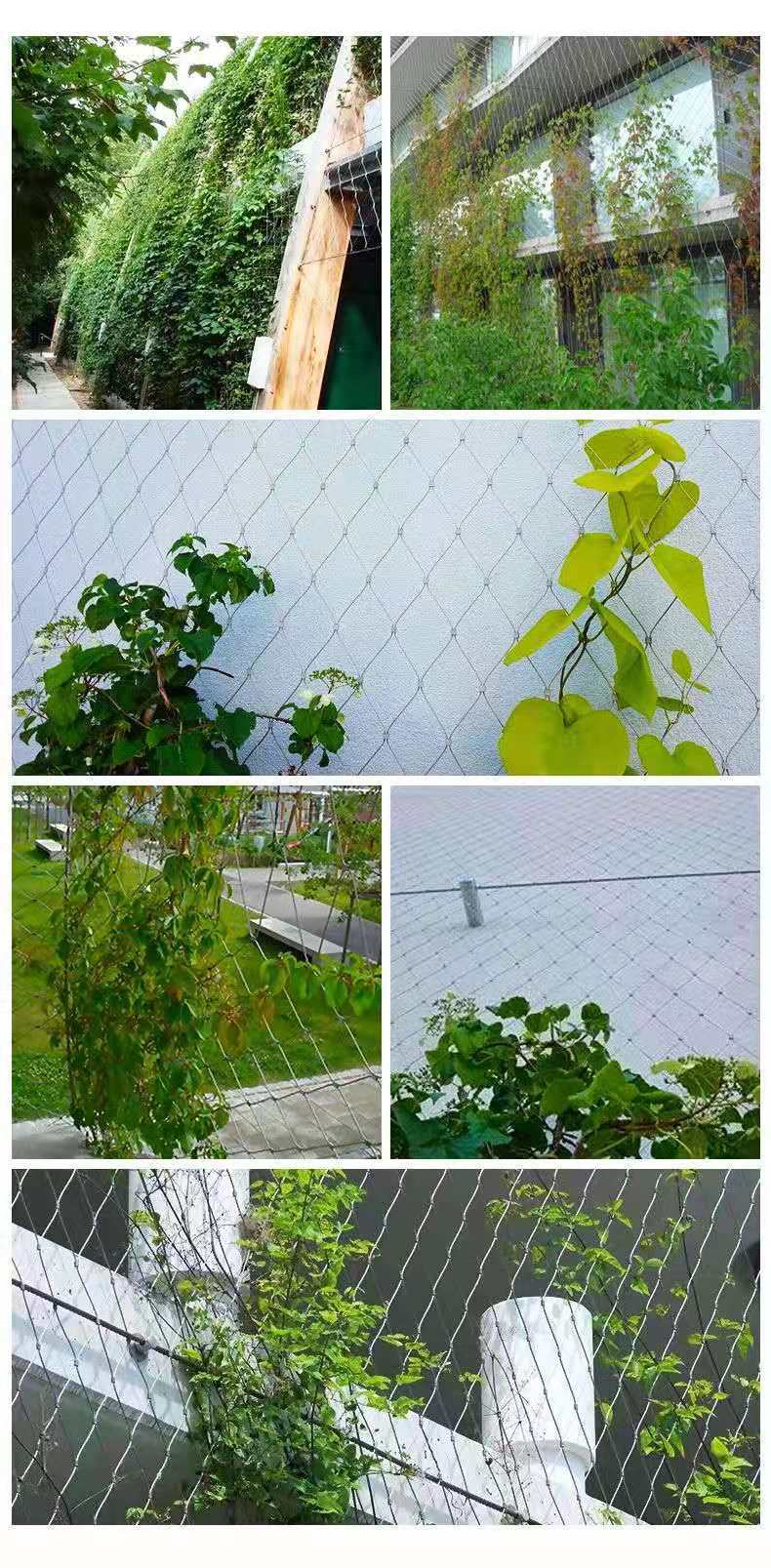 304 316l不锈钢绳网 植物攀爬网 墙体植物攀附网生产厂家