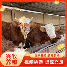 出售西门塔尔肉牛 育肥小牛犊 西门塔尔改良育肥品种小牛苗活牛