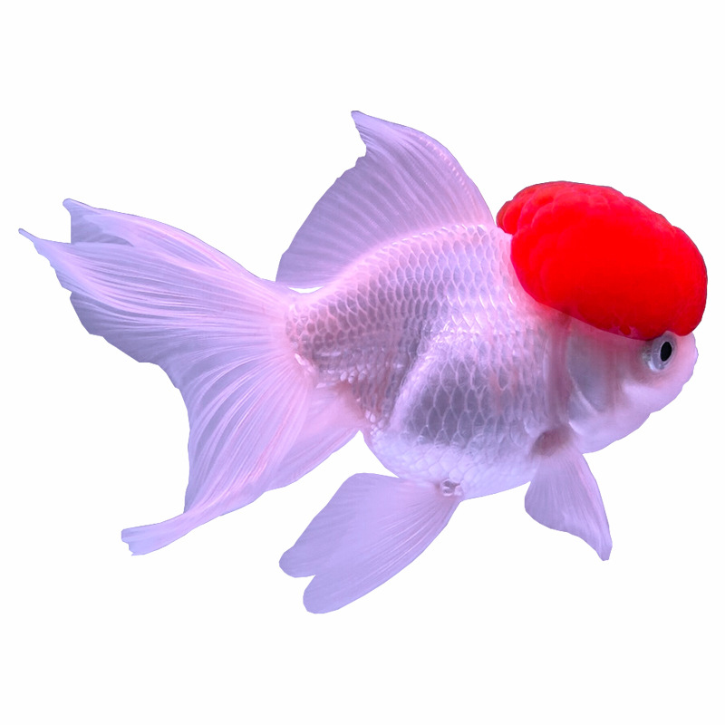 练手兰寿鱼苗金鱼苗小鱼苗自养活鱼观赏鱼冷水鱼水族箱家养